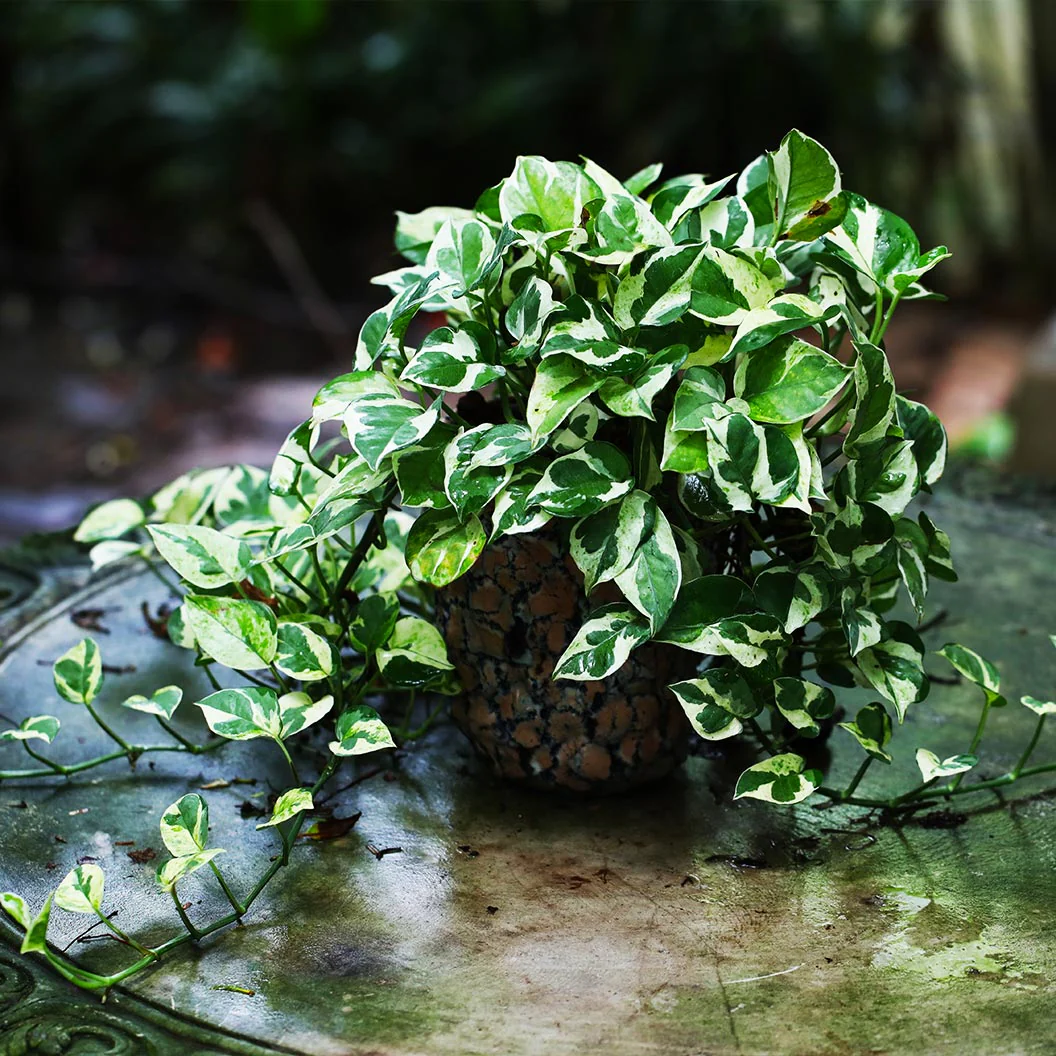 N'joy Pothos - Image 2
