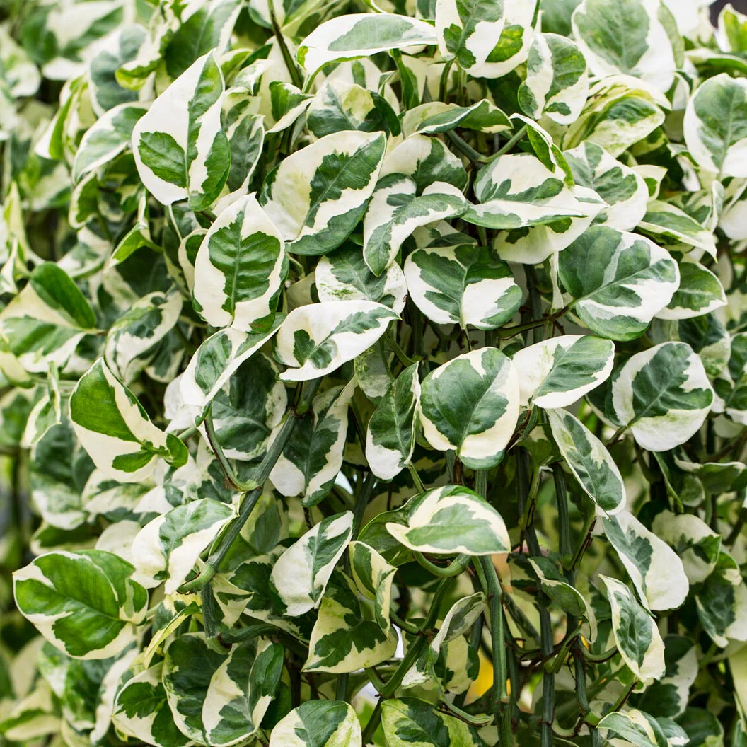 N'joy Pothos - Image 3