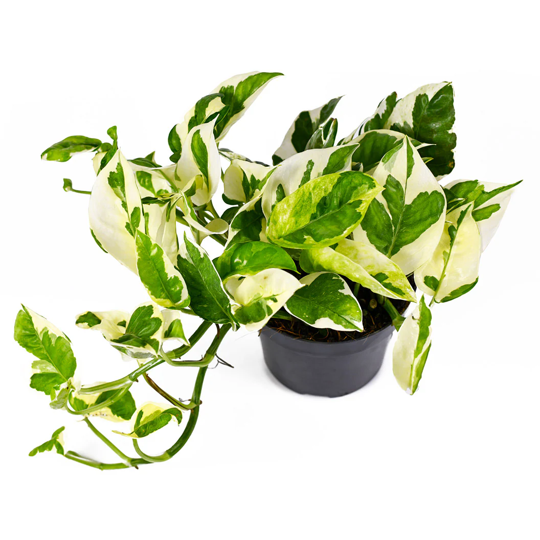 N'joy Pothos - Image 4