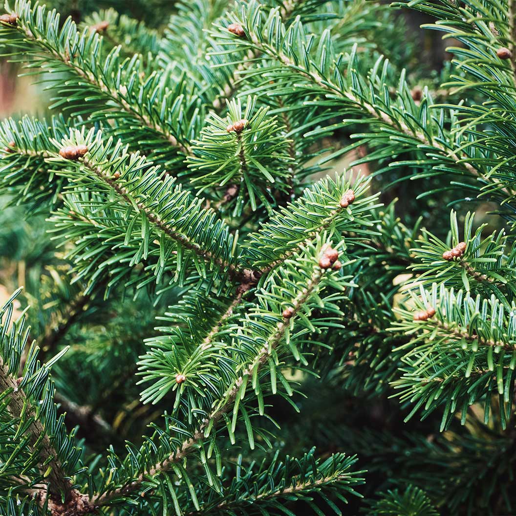 Nordmann Fir Tree - Image 3