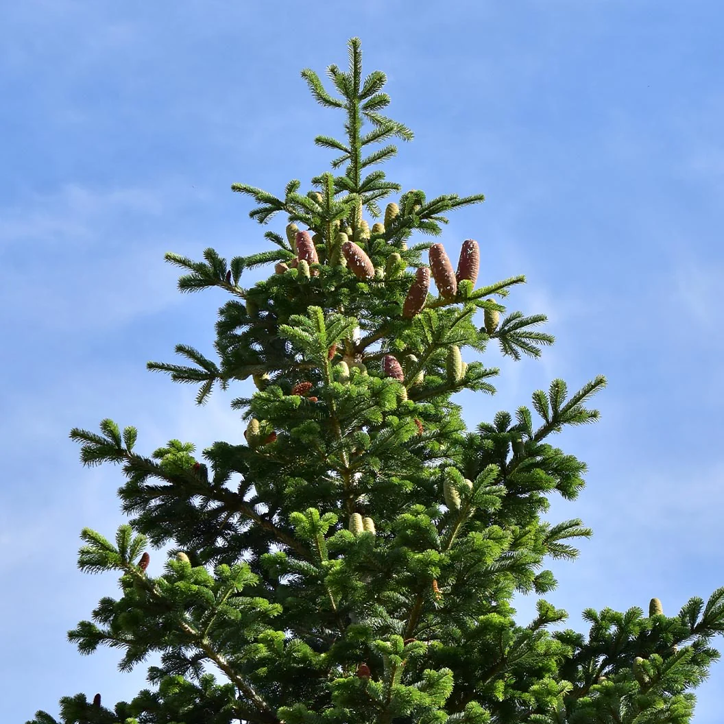 Nordmann Fir Tree - Image 4