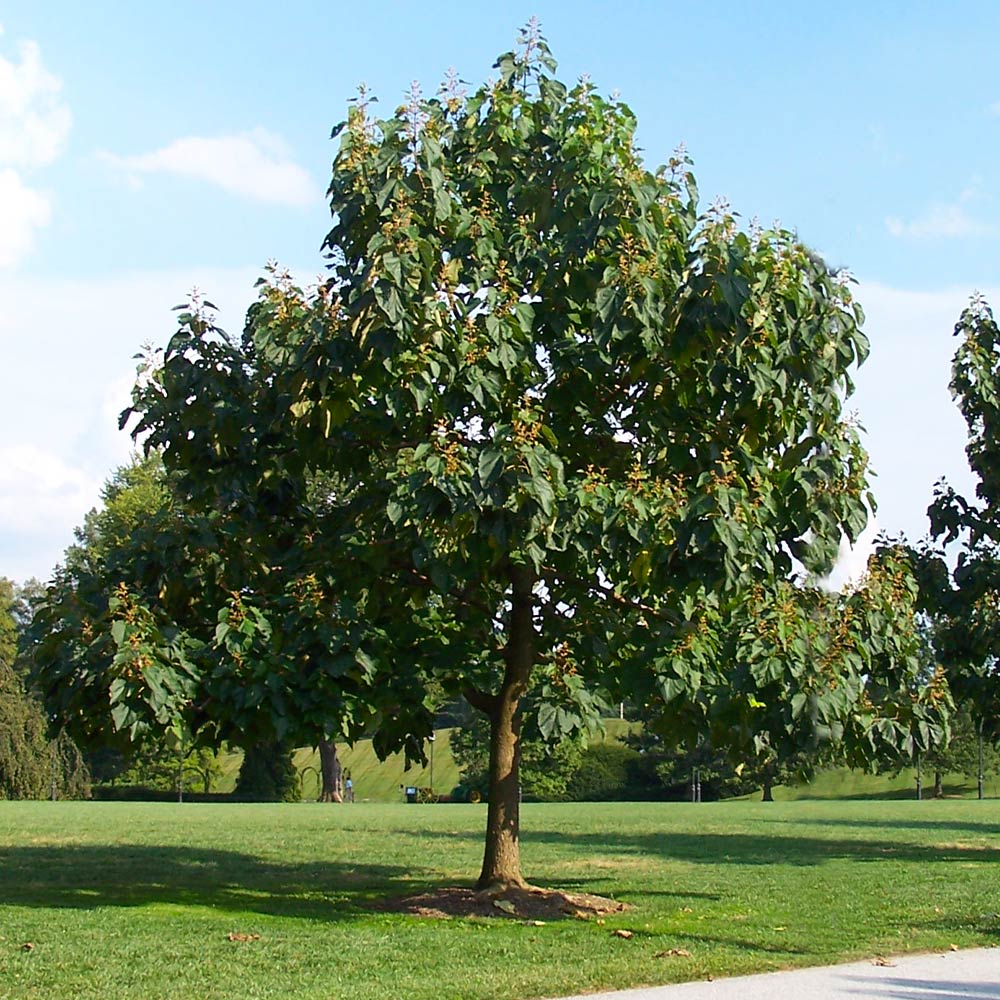 NordMax21® Royal Empress Tree Florida - Image 3