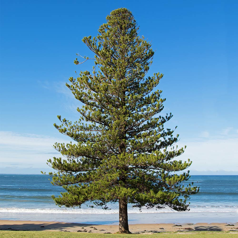 Norfolk Island Pine Tree - Image 3