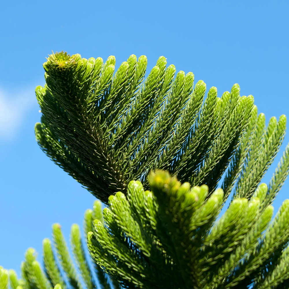 Norfolk Island Pine Tree - Image 4
