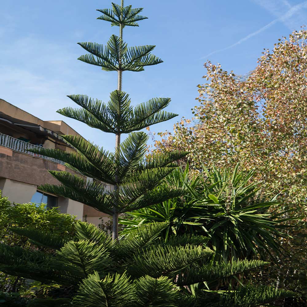 Norfolk Island Pine Tree - Image 5