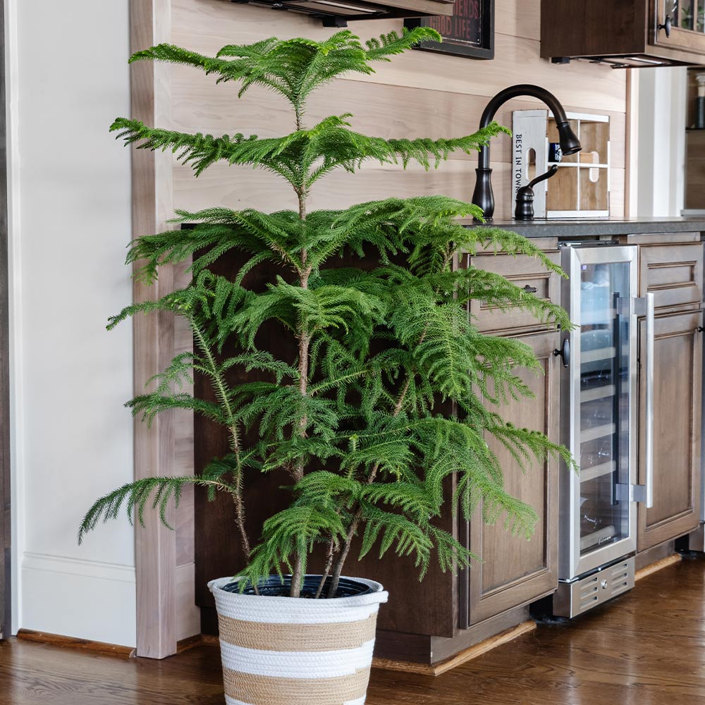 Norfolk Island Pine Tree - Image 6