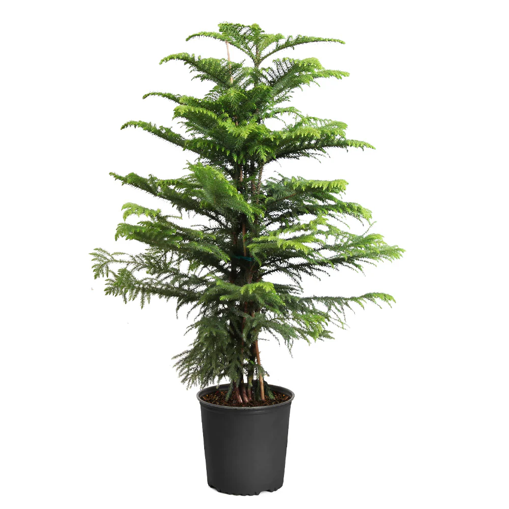 Norfolk Island Pine Tree - Image 7