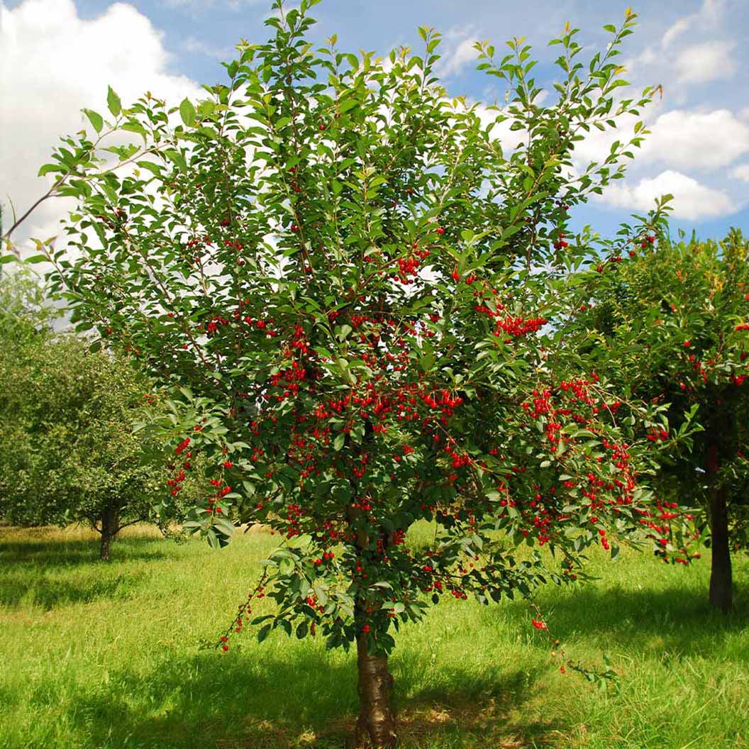 North Star Cherry - Image 3