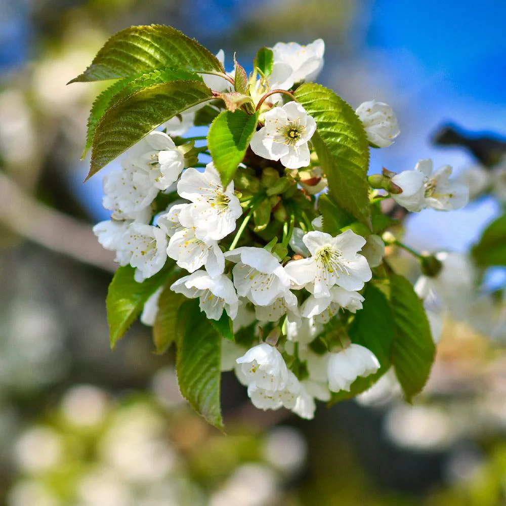 North Star Cherry - Image 5