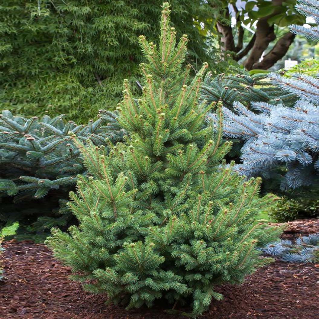 North Star White Spruce Tree - Image 2
