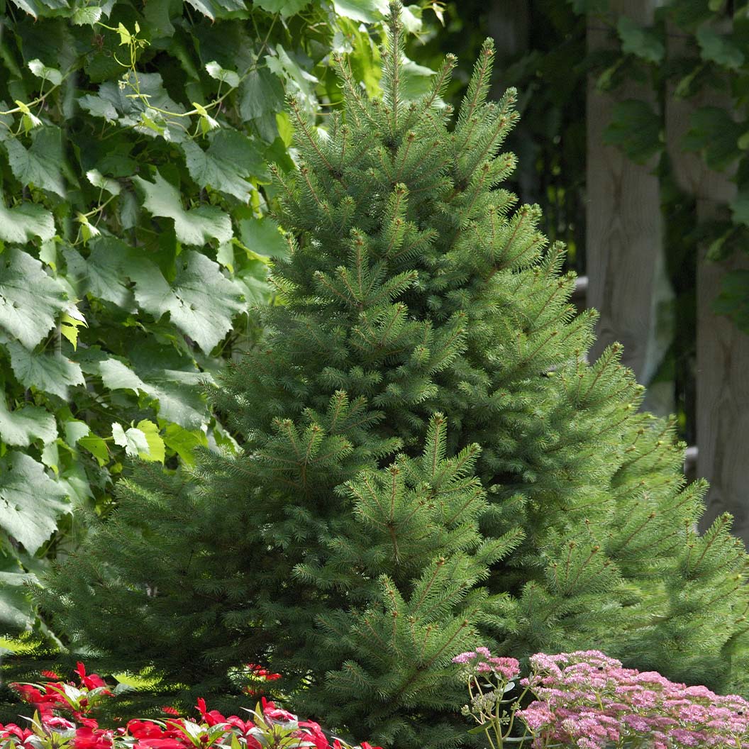 North Star White Spruce Tree - Image 3