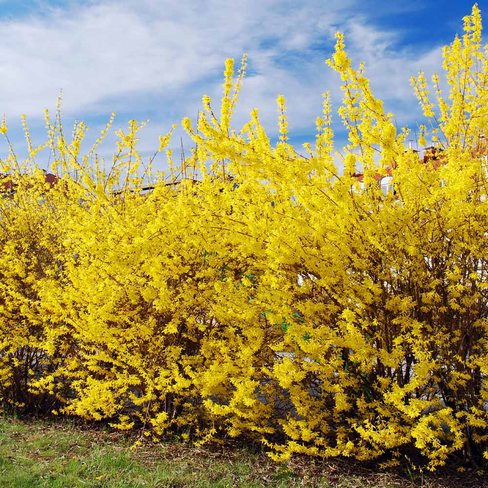Northern Gold Forsythia - Image 3