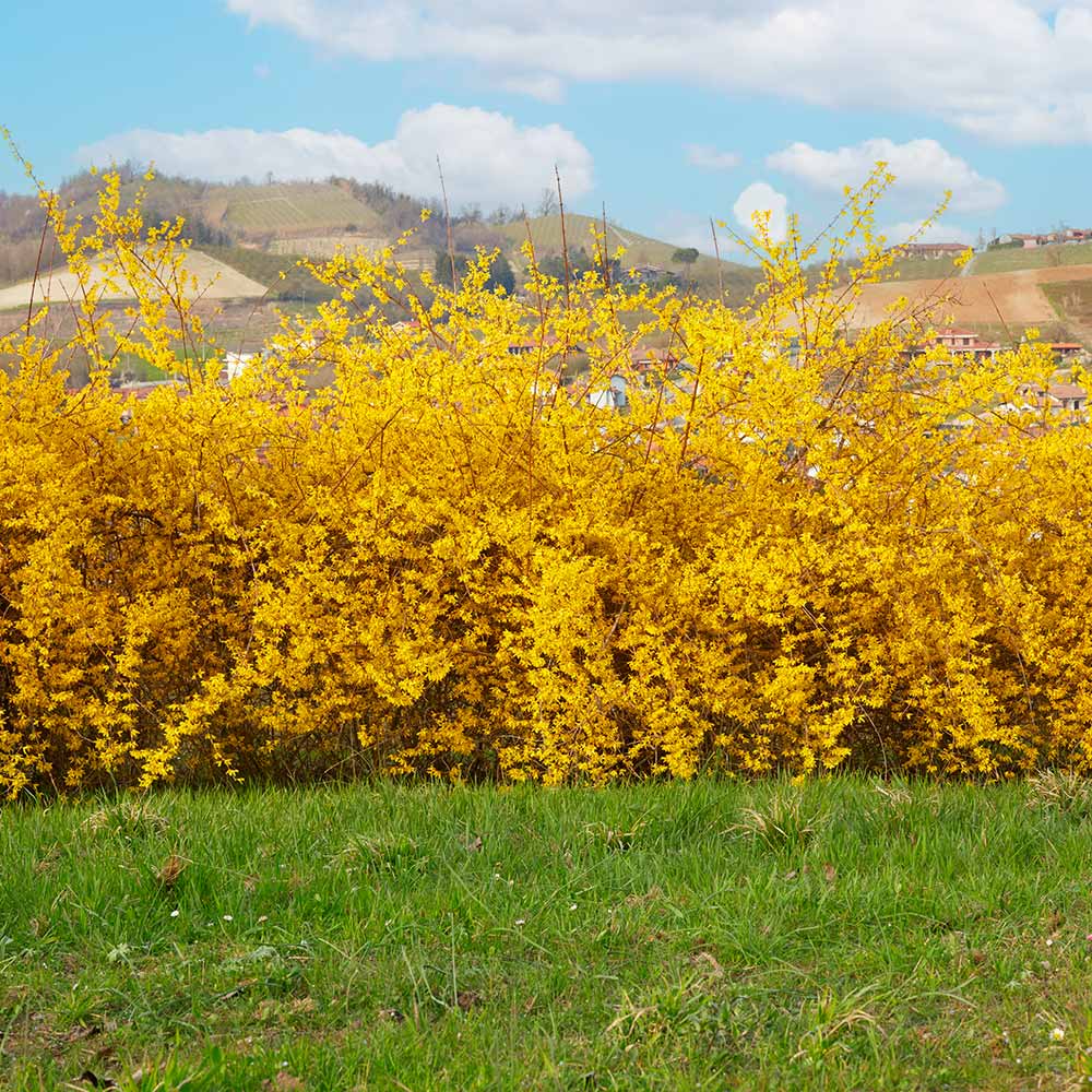 Northern Gold Forsythia - Image 4
