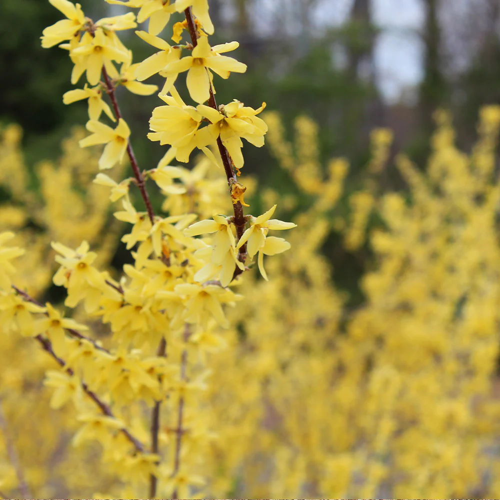 Northern Gold Forsythia - Image 5