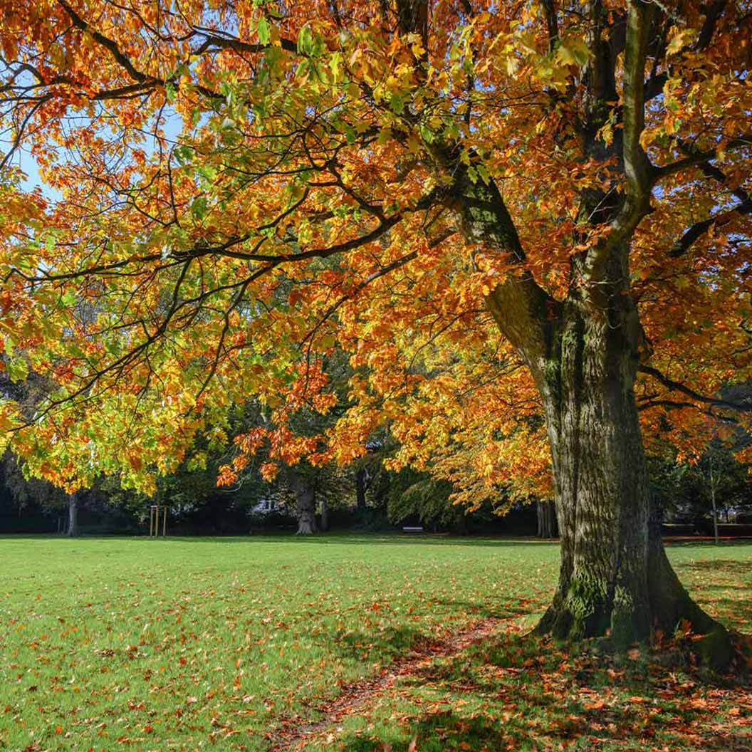 Northern Red Oak Tree - Image 2