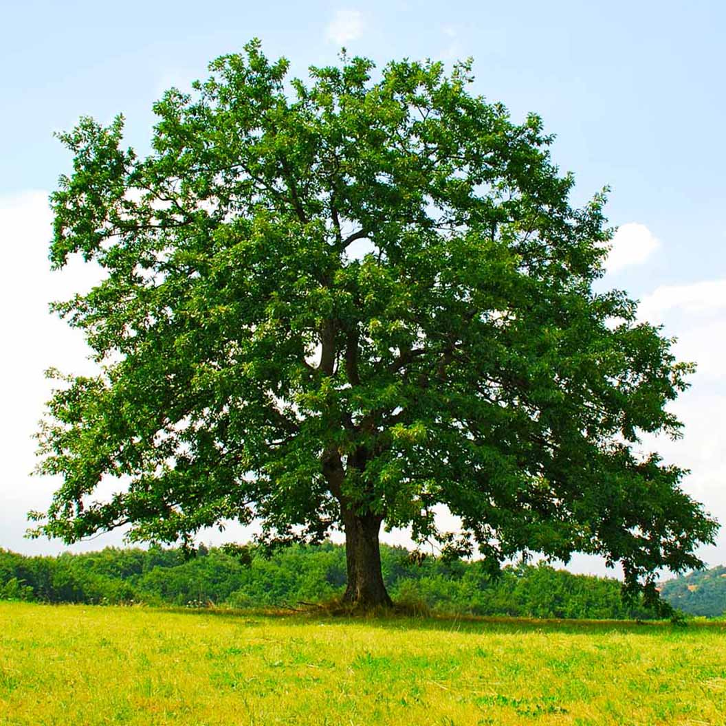 Northern Red Oak Tree - Image 3