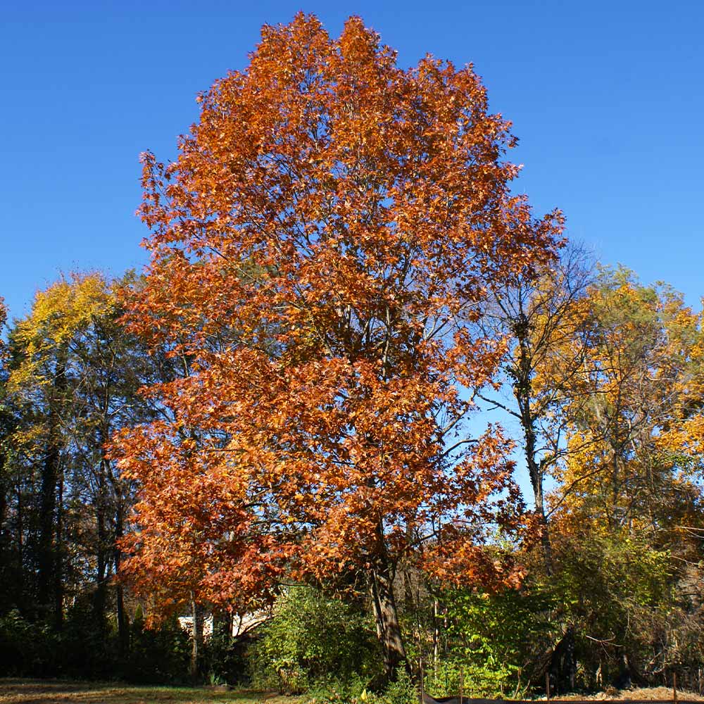 Northern Red Oak Tree - Image 4