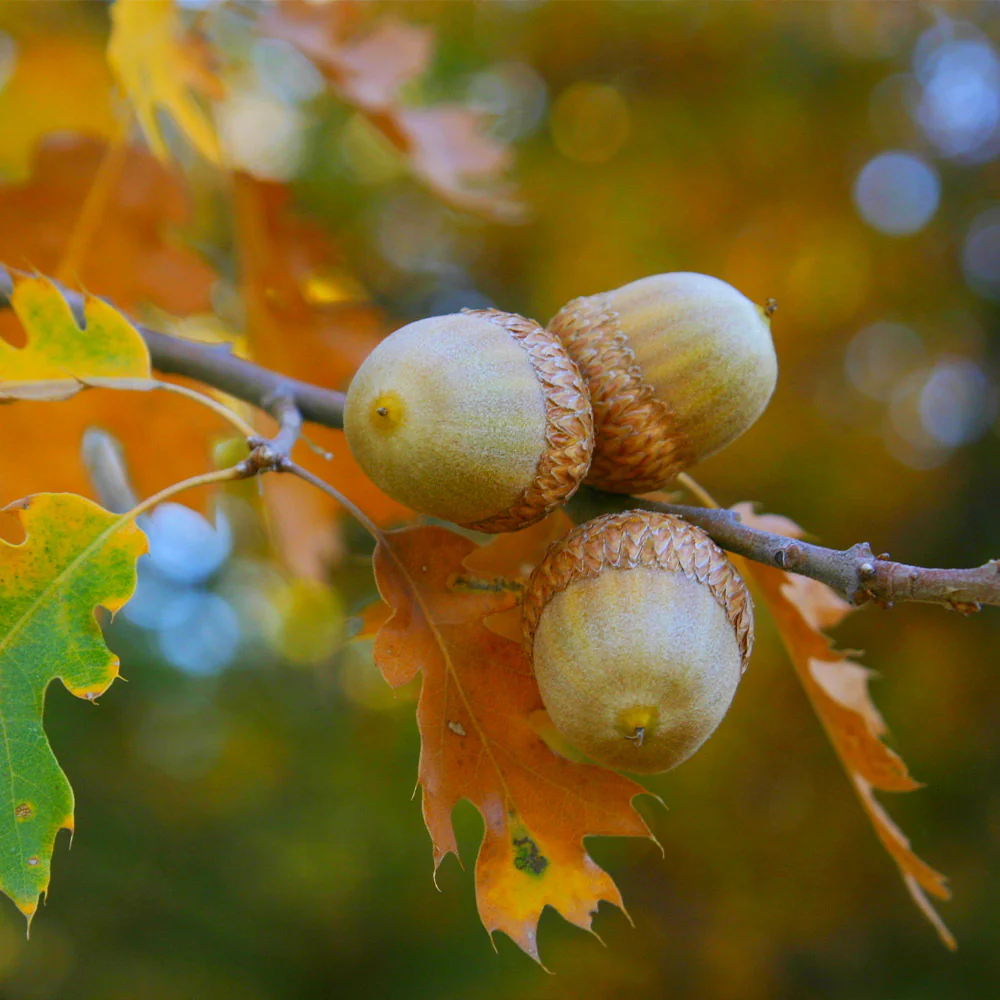 Northern Red Oak Tree - Image 5