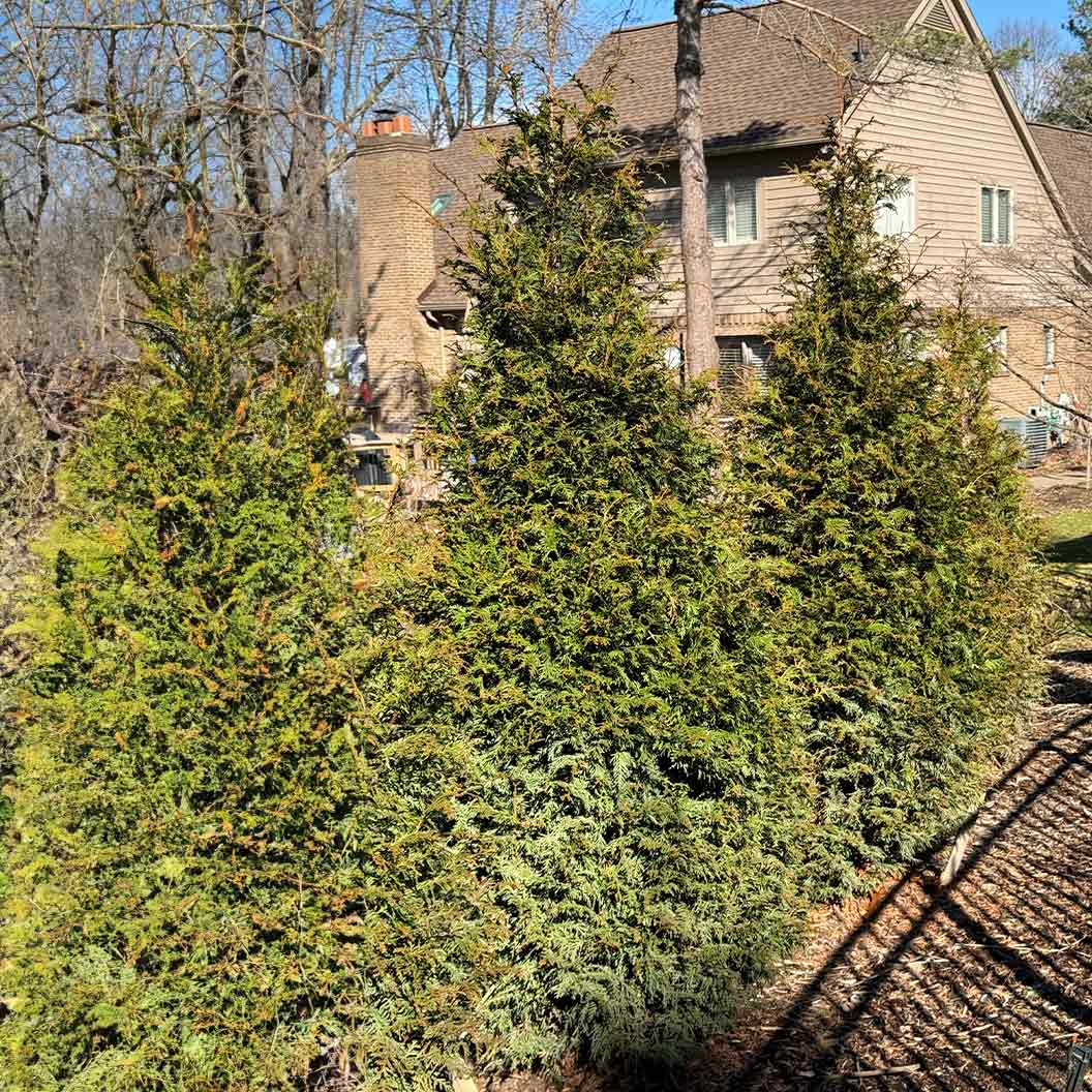 Northern Spire Western Red Cedar Tree - Image 3