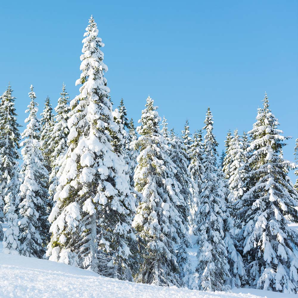 Norway Spruce Tree - Image 5