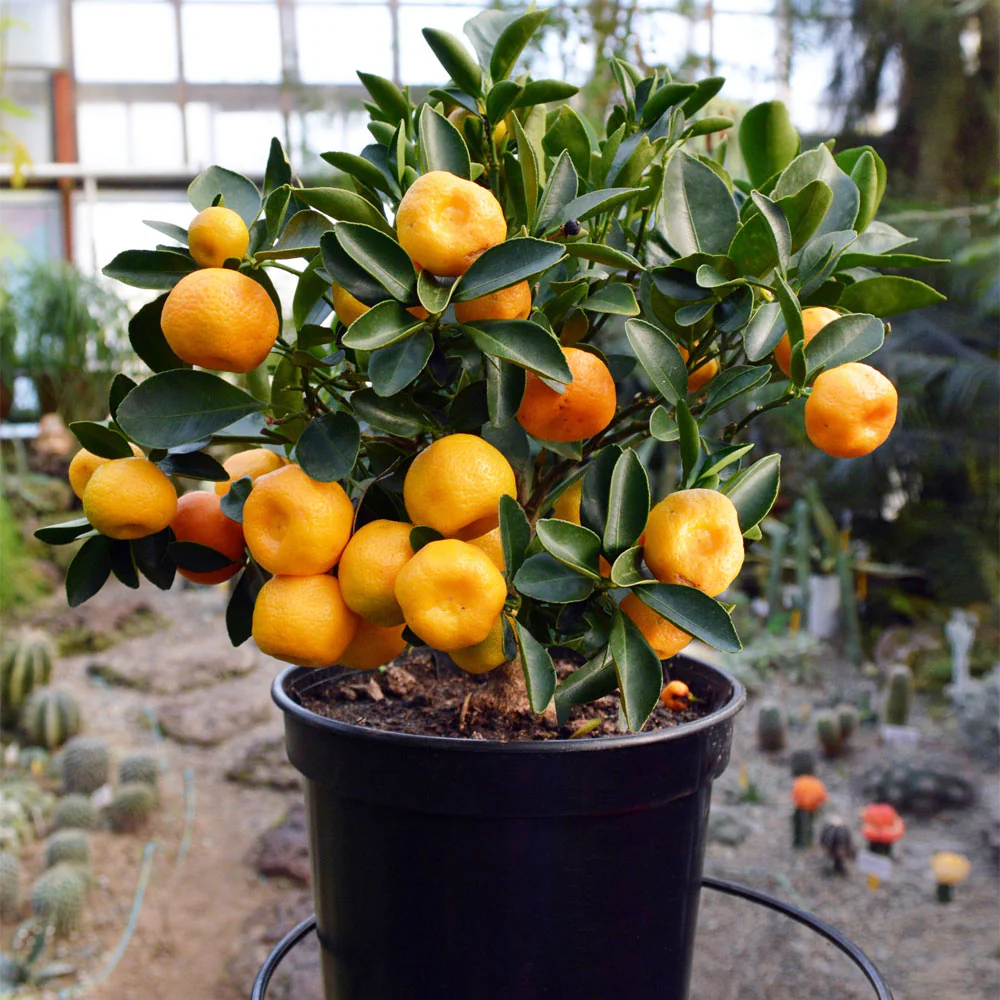 Nules Clementine Bush - Image 2