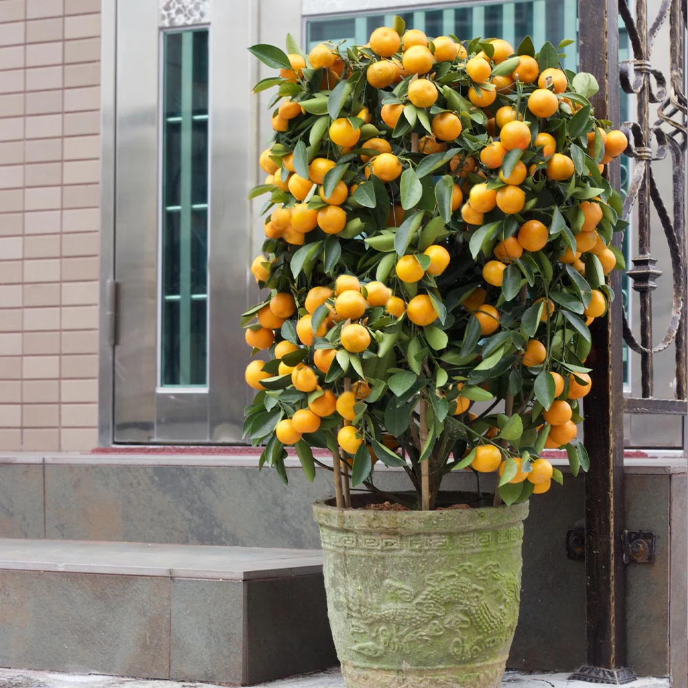 Nules Clementine Bush - Image 4