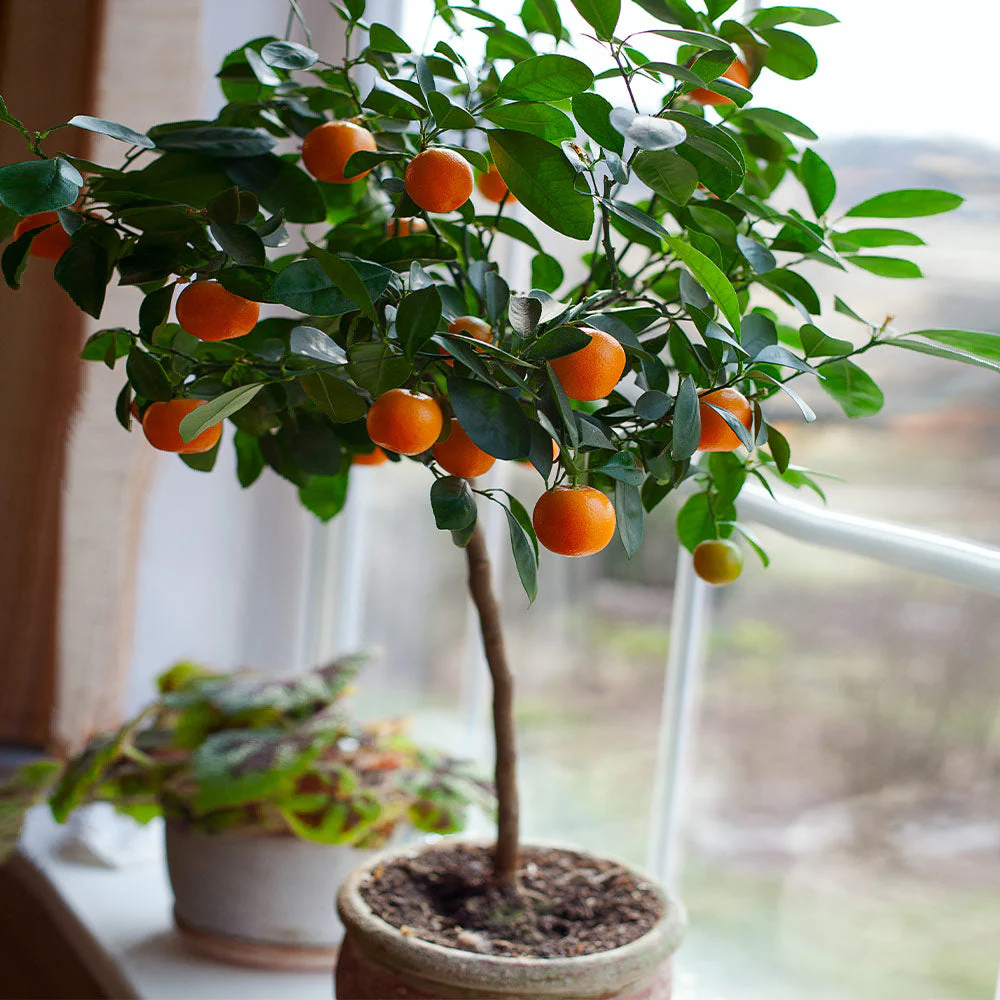 Clementine Tree - Image 3