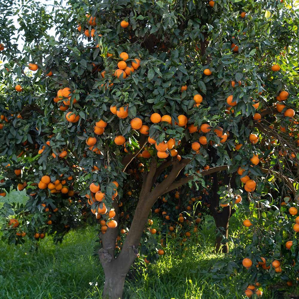 Clementine Tree - Image 4