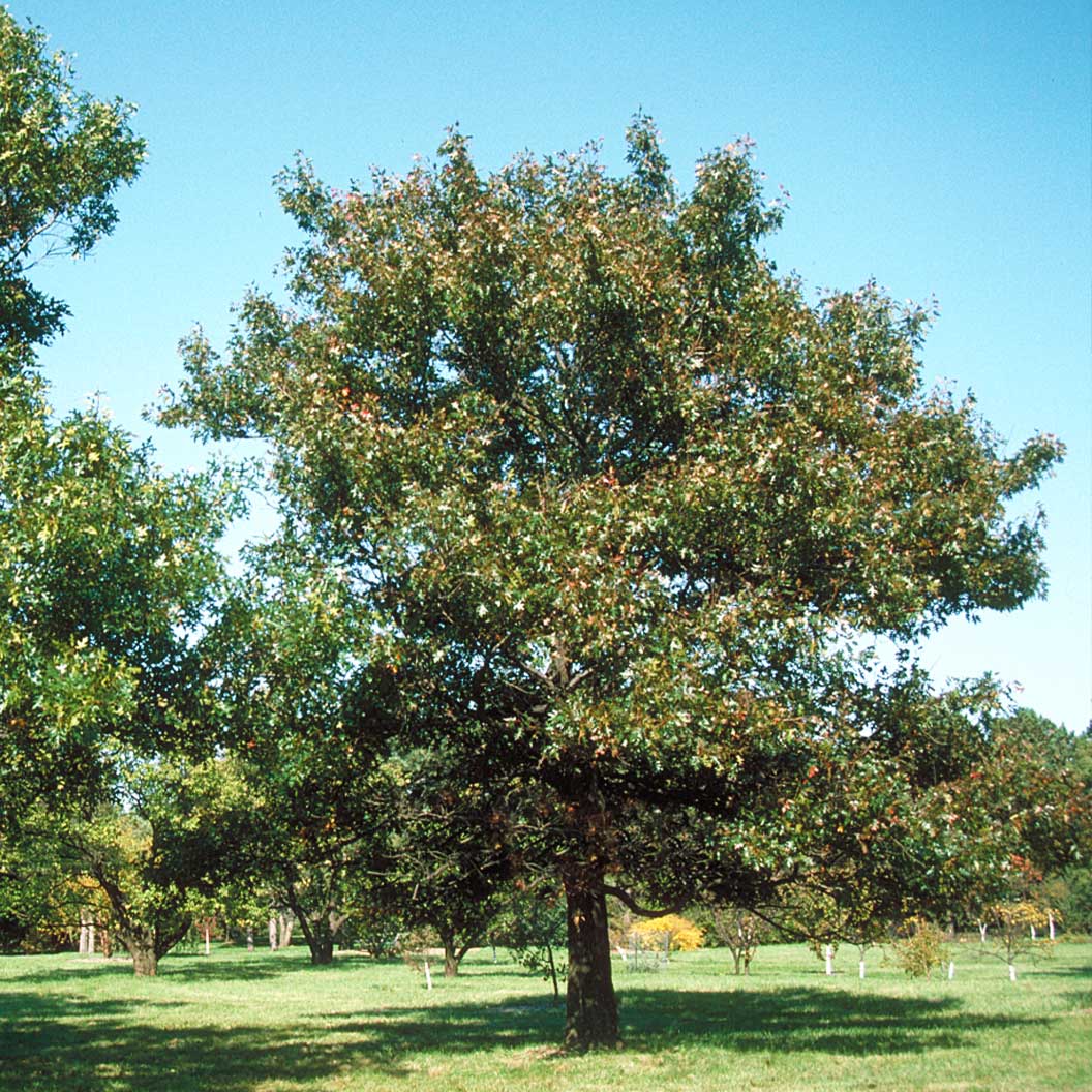 Nuttall Oak Tree - Image 2