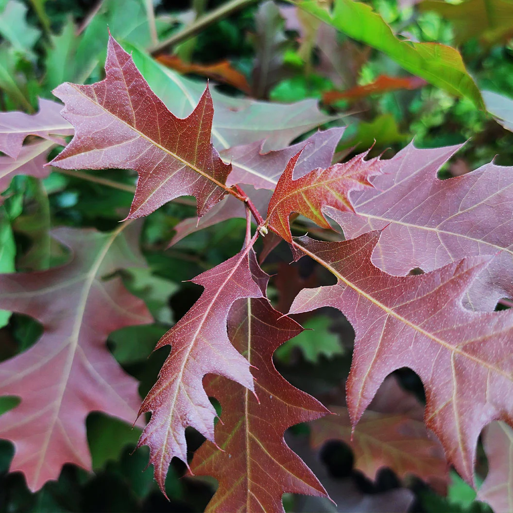 Nuttall Oak Tree - Image 3