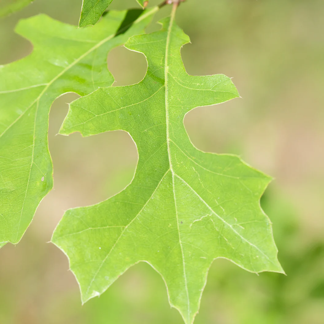 Nuttall Oak Tree - Image 4