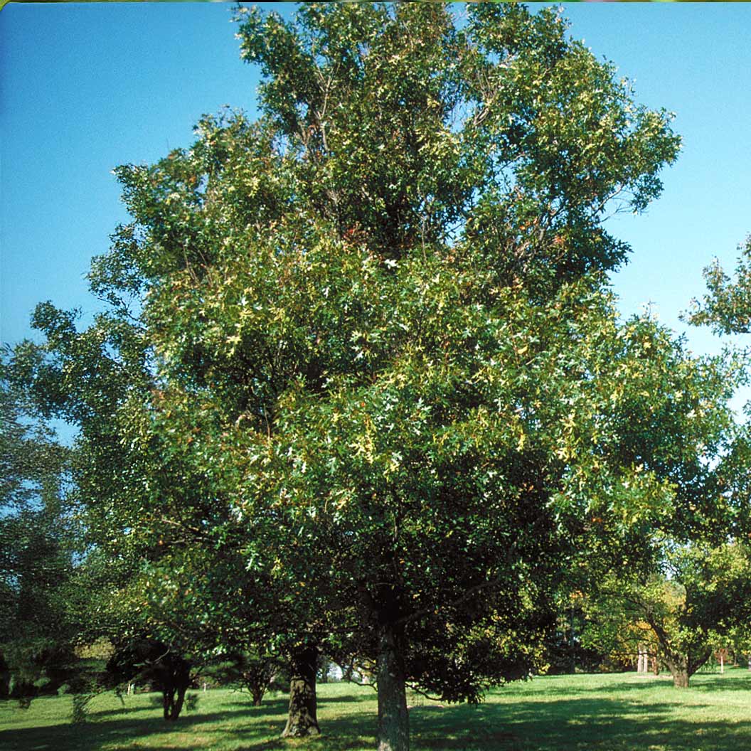 Nuttall Oak Tree - Image 5