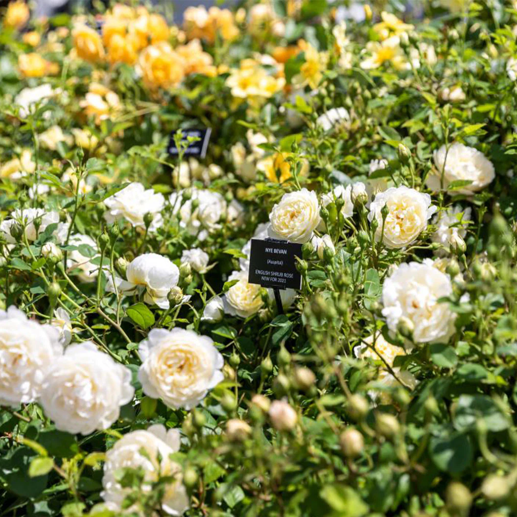 David Austin® Nye Bevan™ Rose Shrub - Image 3
