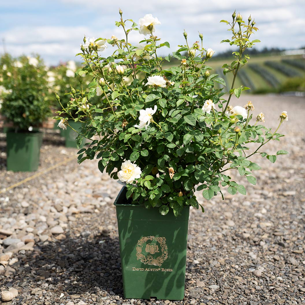 David Austin® Nye Bevan™ Rose Shrub - Image 4