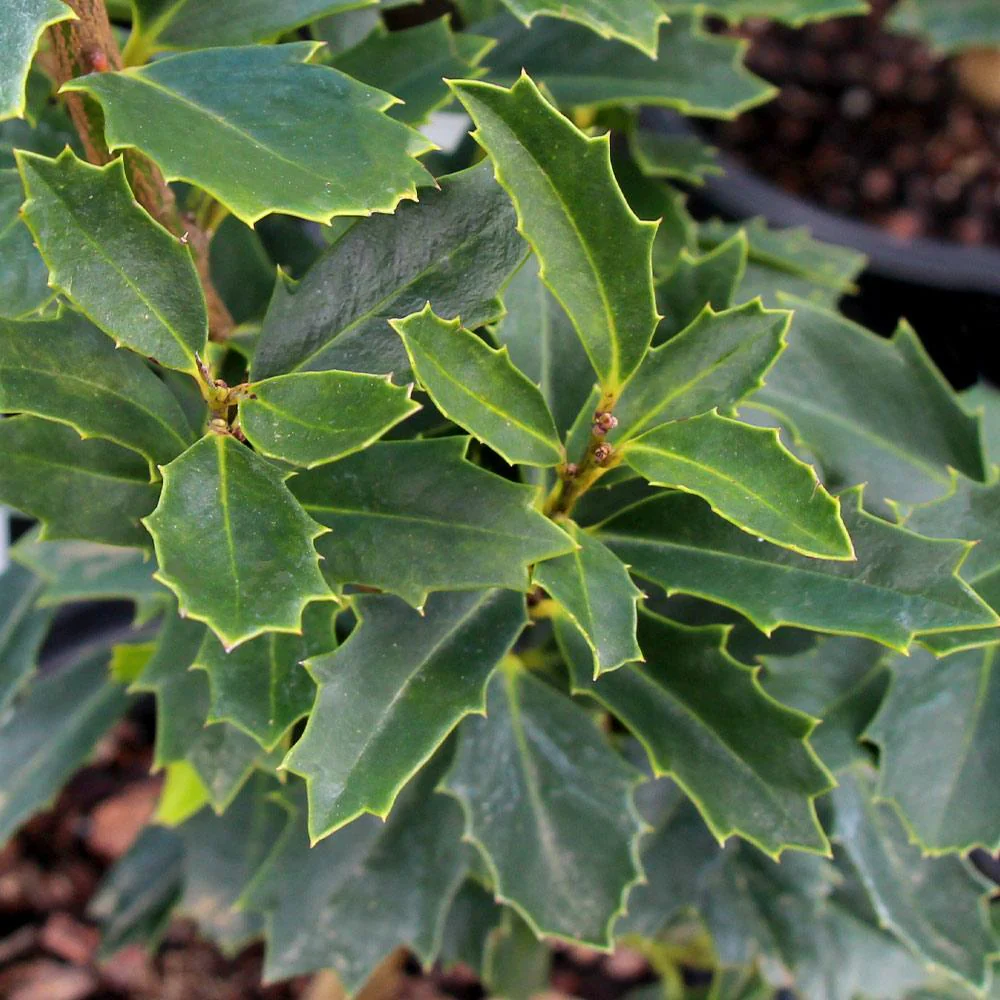 Oak Leaf Holly Tree - Image 3