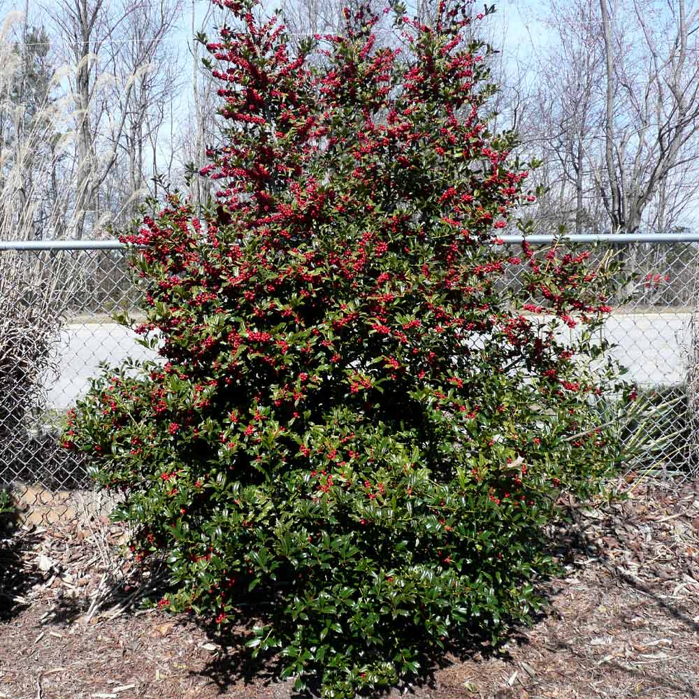 Oak Leaf Holly Tree - Image 4