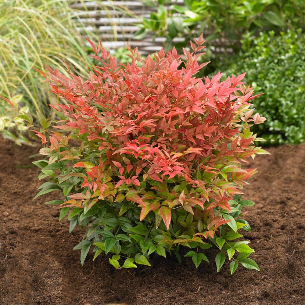 Southern Living® Obsession Nandina Shrub - Image 3