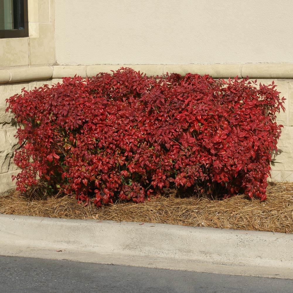 Southern Living® Obsession Nandina Shrub - Image 4