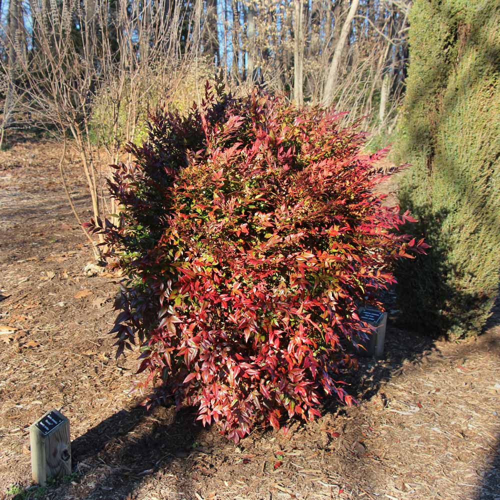 Southern Living® Obsession Nandina Shrub - Image 5
