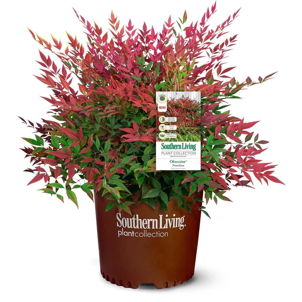 Southern Living® Obsession Nandina Shrub - Image 6