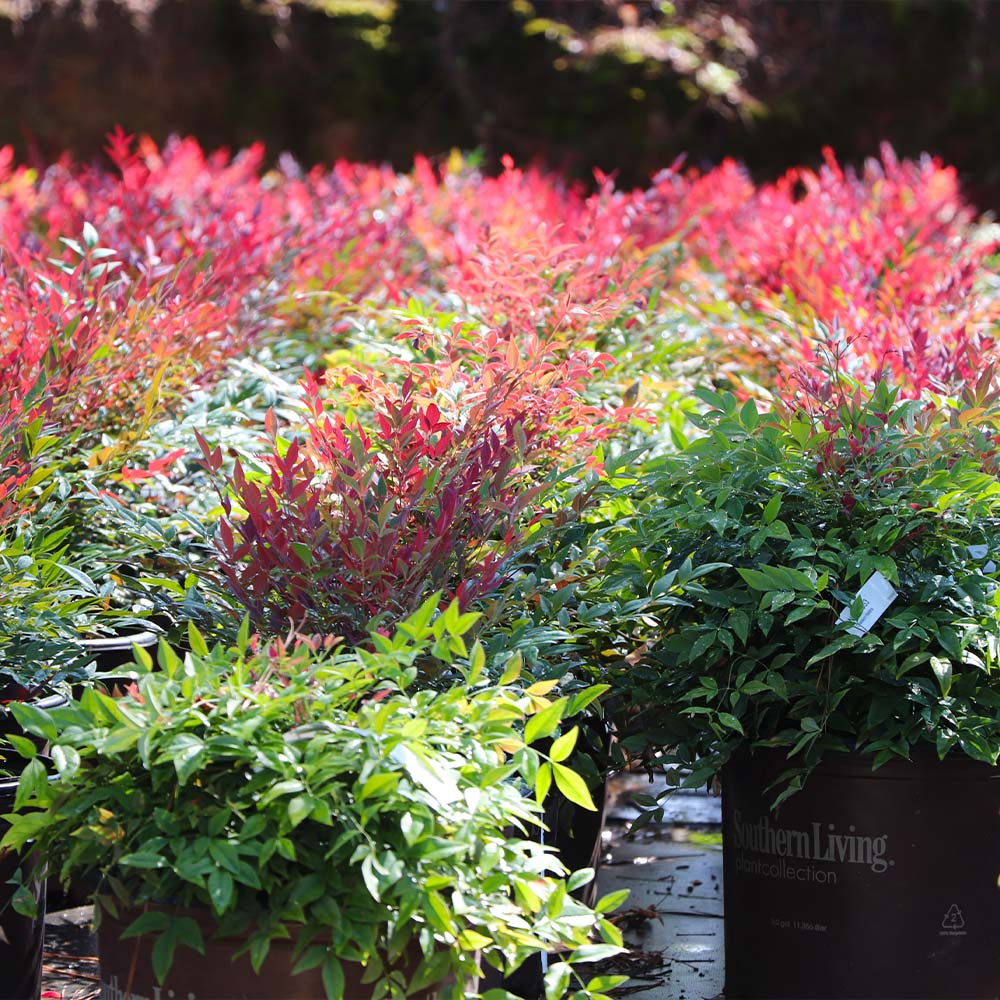 Southern Living® Obsession Nandina Shrub - Image 8