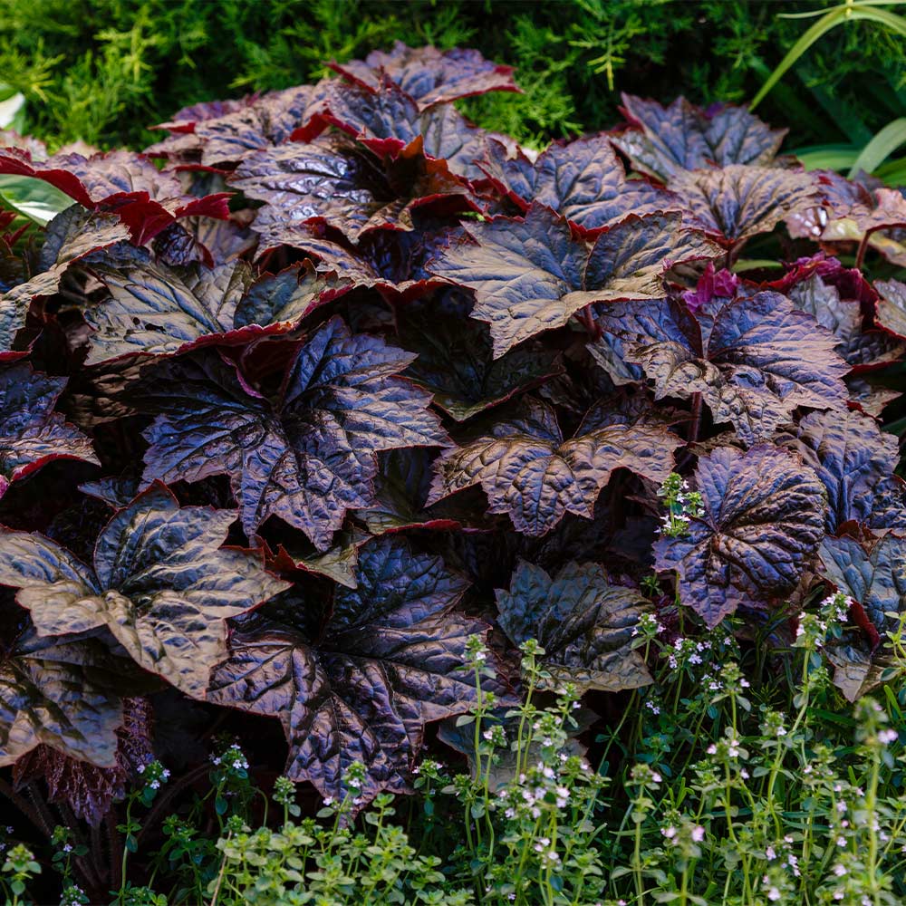 Obsidian Coral Bells (Heuchera) - Image 2