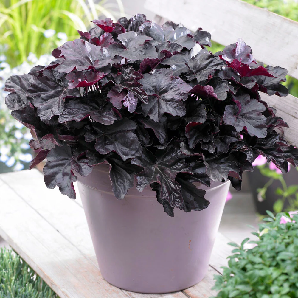 Obsidian Coral Bells (Heuchera) - Image 3