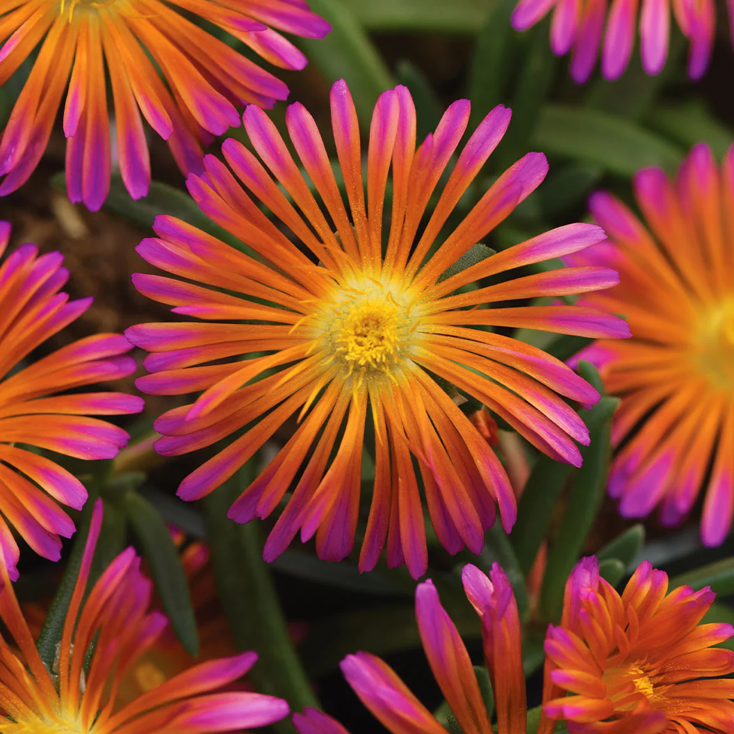 Better Versions® Ocean Sunset™ Orange Glow Ice Plant - Image 2