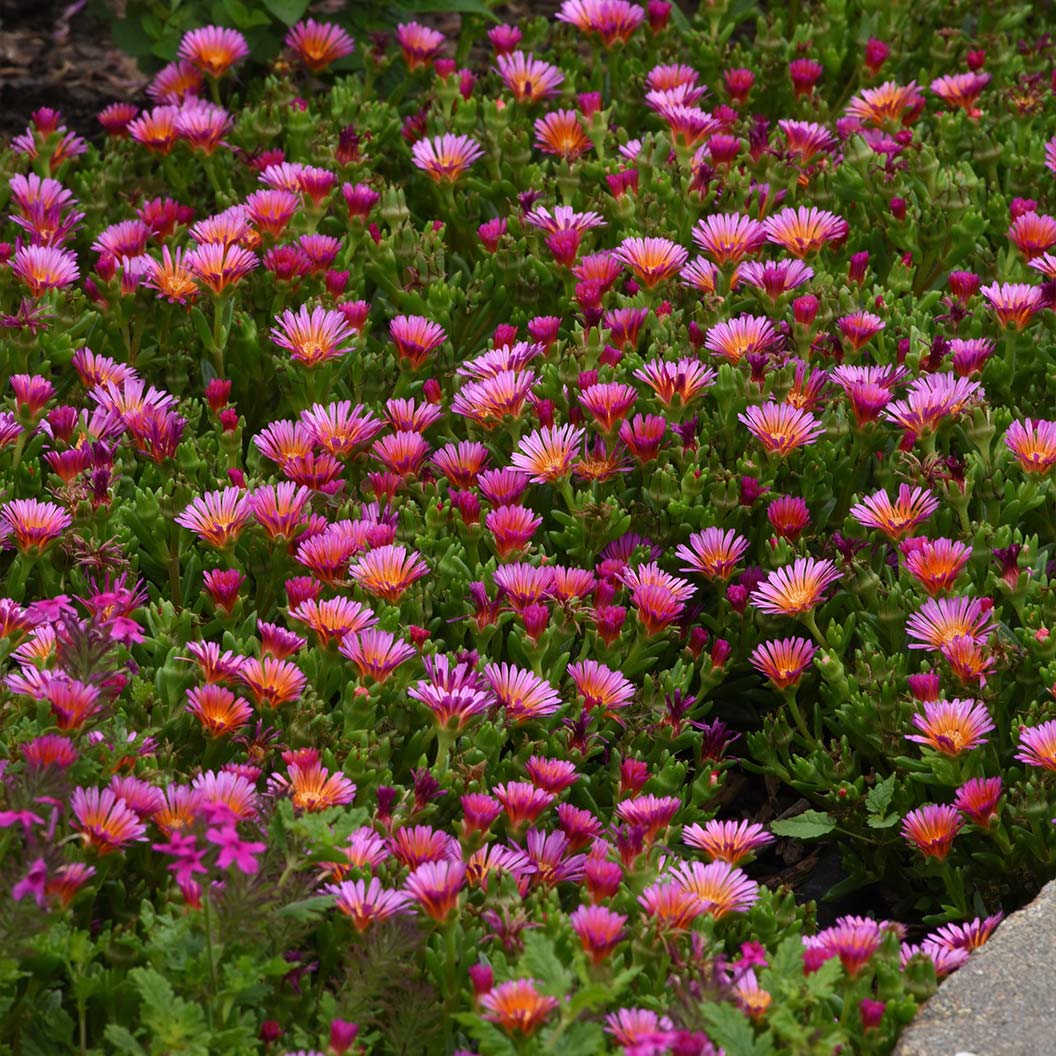 Better Versions® Ocean Sunset™ Orange Glow Ice Plant - Image 3