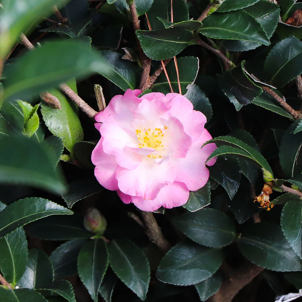 Southern Living® October Magic® Orchid™ Camellia Shrub - Image 3