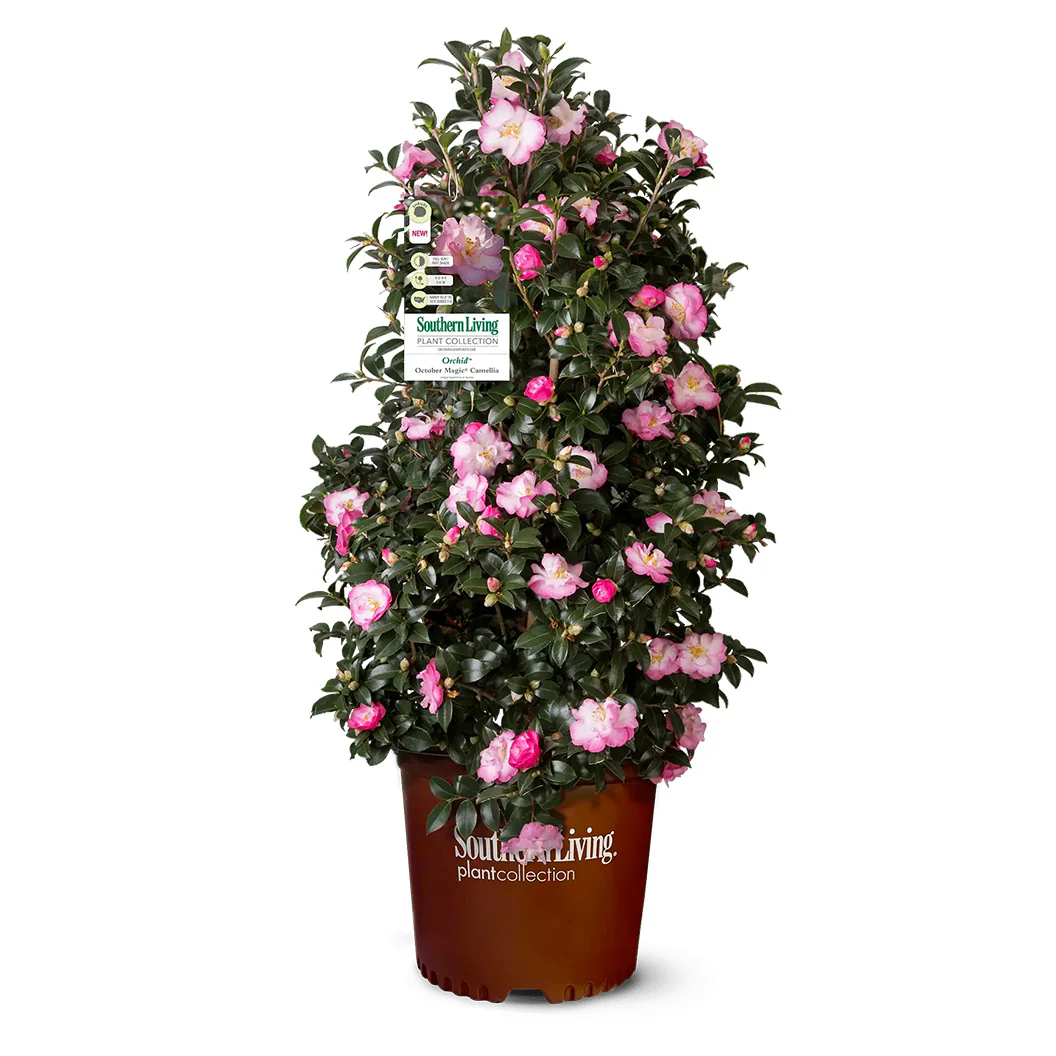 Southern Living® October Magic® Orchid™ Camellia Shrub - Image 4