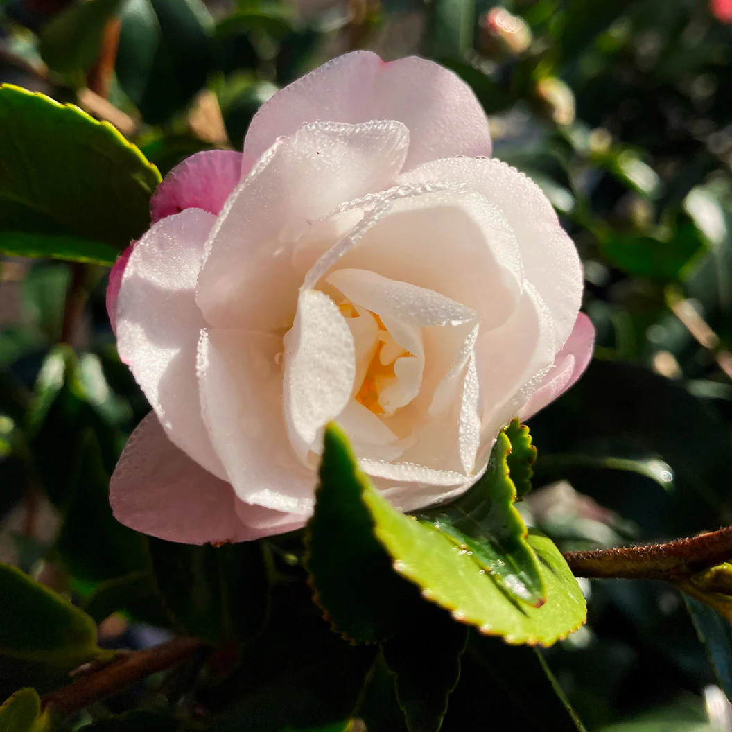 Southern Living® October Magic® Orchid™ Camellia Shrub - Image 5