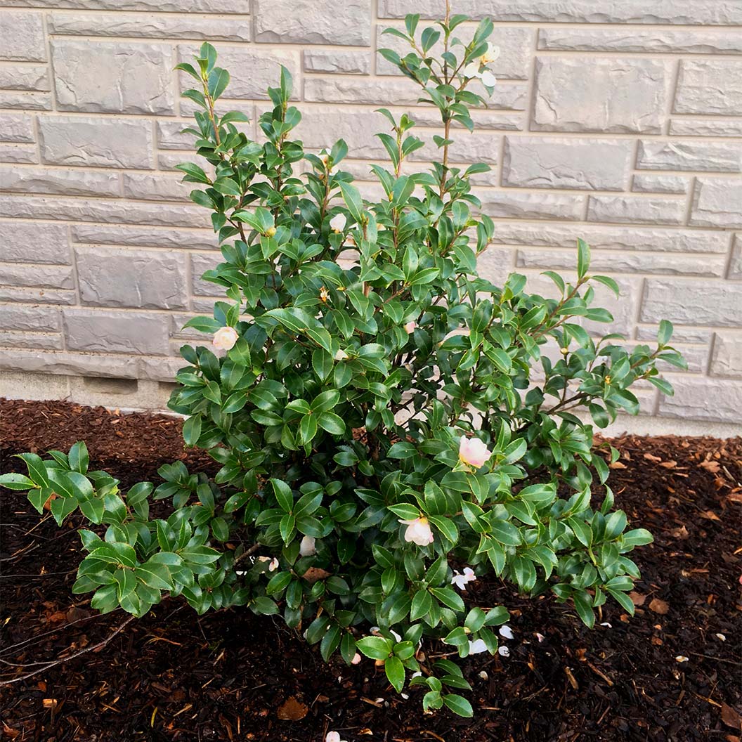 Southern Living® October Magic® Orchid™ Camellia Shrub - Image 6