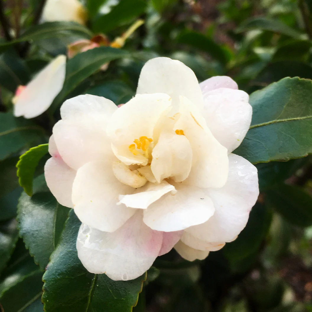 Southern Living® October Magic® Orchid™ Camellia Shrub - Image 7